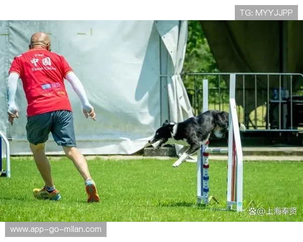 运动“萌宠”助威:场边“萌宠”精彩瞬间! 运动“萌宠”助威:场边“萌宠”精彩瞬间!